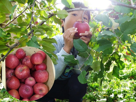 【最終出品】サンふじ　家庭用　約3.5キロ　極小玉・葉とらず【JA基準より60％減の低農薬栽培】