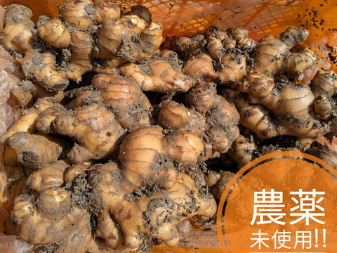 限界集落栽培　 農薬未使用ひね生姜4ｋg　 しまんとから！