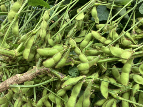 【新豆・即日発送】2025年産 丹波黒大豆「大粒L」お正月に間に合います！500g