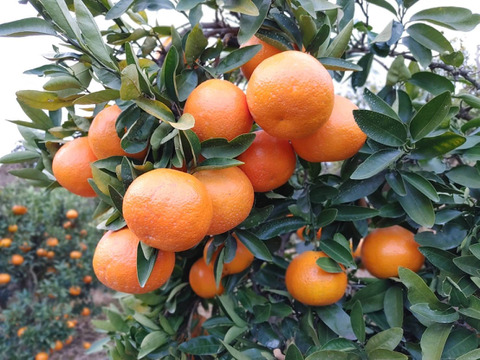 【数量限定・家庭用】熊本県産早生みかん3kg　甘さギュッ！樹上完熟を農家直送でお届け