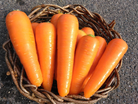 爽やかな香りと最高の甘み！冬人参【ちはま五寸】3kg