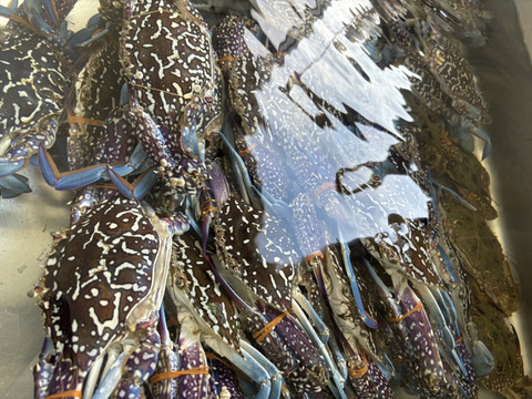 【浜名湖産】茹でガザミオス１杯約150gから300g詰め合わせて1kg