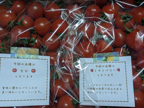 【食べ比べ 】食卓に笑顔を　ハートの様な形のトマトベリー＆ミニトマトのセット 1kg【千葉県旭市産】【トマト食べ比べ】