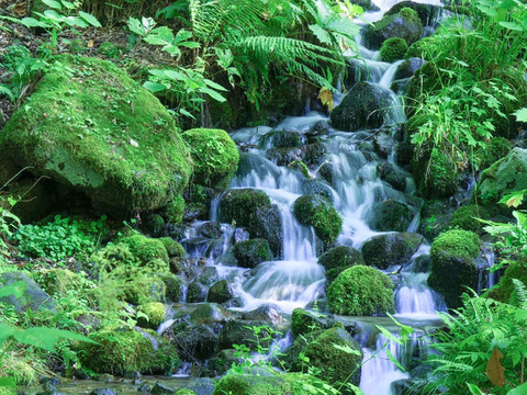 【おでん用】究極の絹食感！奥四万十絹大根１０ｋｇ 農薬不使用 自然栽培 四万十産