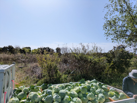 ３玉🌊寒玉🌊ミネラル🌊キャベツ