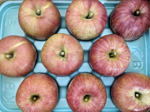 訳あり　あいかの香り　長野県産りんご3kg 6〜13玉