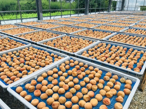 【お得用】　無添加　昔ながらのつぶれ白干梅１ｋｇ　塩分１８％