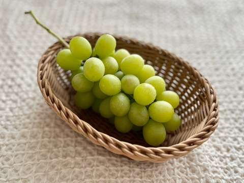 【厳選品】山形県産すとう農園のシャインマスカット（1.4~1.6kg)2房