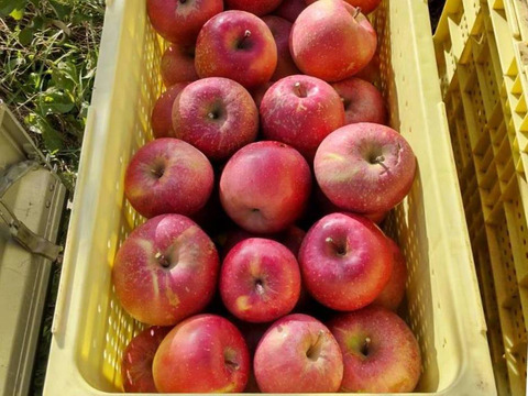 【毎日の食卓に】生食もOK！加工用サンふじ5キロ箱【葉とらず】JA基準より60％減の低農薬栽培