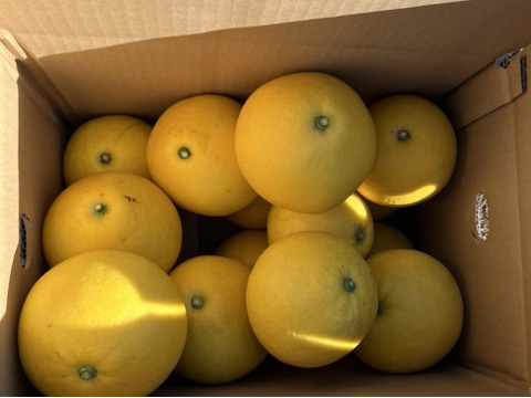 天皇杯受賞農家の土佐文旦 7kg（家庭用）高知県大月町 産地直送 旬の柑橘！