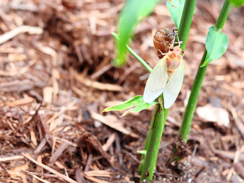 【数量限定】訳あり新生姜３ｋｇ 農薬不使用 自然栽培 四万十産