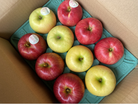 🍎収穫後すぐに発送します❗　早生りんご　3種詰め合わせセット　9個から12個
