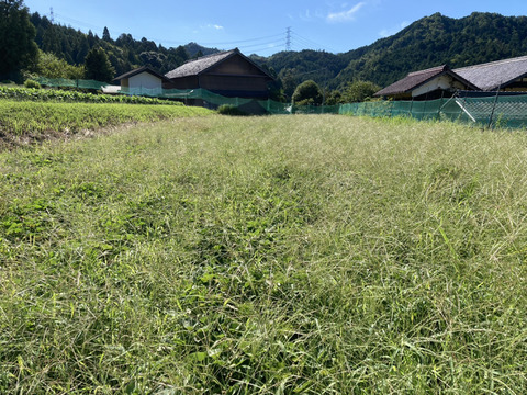 【自然栽培】　さつまいも（シルクスイート）５kg　S～3Lのmix　農薬不使用・無肥料栽培　【岐阜県産】【収穫時期2025年10月上旬】980円／1kg