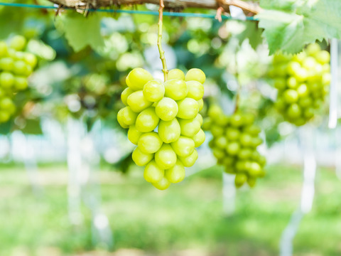 【自社製造】シャインマスカットプリン80ｍｌ（無添加）×6個