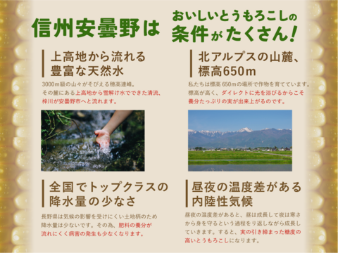わくわくコーン8本 スイートコーン とうもろこし 7月26日から収穫分 予約 3キロ箱使用 商品ID96585