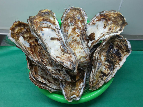 【ゲン担ぎ福袋】【福袋】ワイズユースの湿地の恵みセット①北海道根室市温根沼産カキ（2L：10個）・豆アサリ1キロ