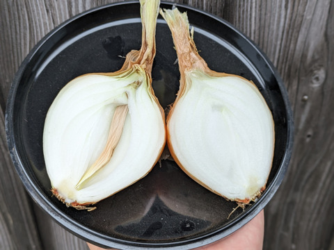 《訳アリ》玉ねぎ２KG 五島列島産 土着微生物を活かした自然農業での栽培