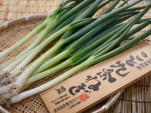 【3月限定】京都府産・伝統九条ねぎ2品種食べ比べセット(1kg)