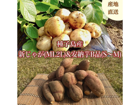 【期間限定】種子島産 新じゃが(M・L・2L)＆熟成安納芋B品(S〜Mサイズ)｜合計 2kg 旬の味わいセット🍠🥔