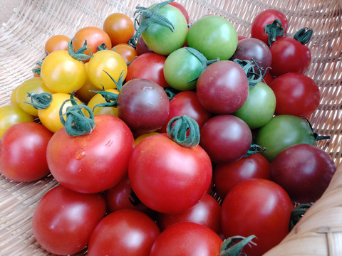 アントシアニン豊富！トスカーナバイオレット1kg