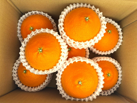 (贈答向け)シュガーファームのハウスまどんな2kg 【冬ギフト】にぴったり！熨斗対応◎