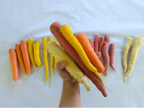 1kg🥕元気な彩り！食卓が盛り上がる！カラフルにんじん《農薬・化学肥料不使用》
