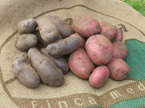 【サステナブルな地域循環型セット】農薬不使用野菜5種と国産飼料の放牧卵「君は太陽」10個