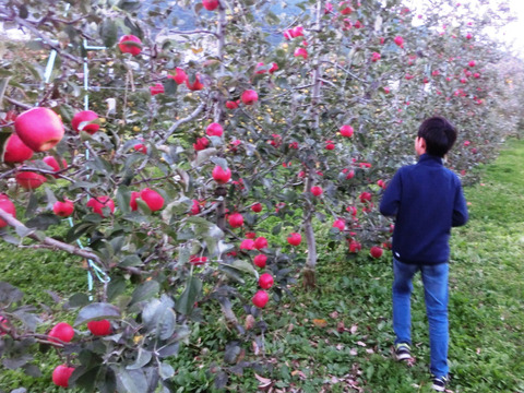 【3種セット！】ぐんま名月＋こうたろう＋シナノゴールド　家庭用　約3キロ【葉とらず】JA基準より60％減の低農薬栽培　10月25日～【りんご食べ比べ】