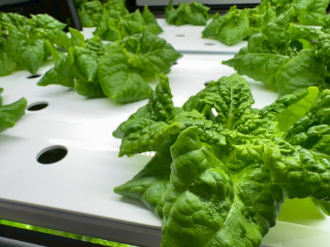 有名焼肉店使用！農薬不使用・水耕栽培サンチュ（10枚×5袋）