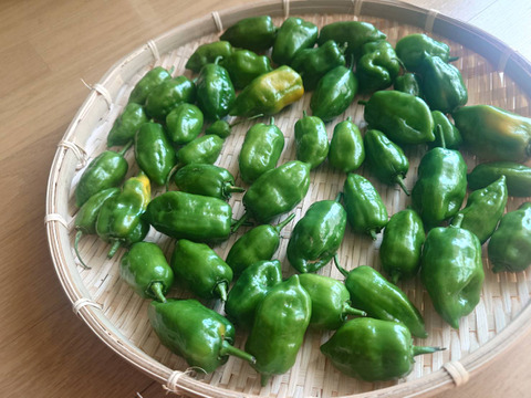 自然栽培！激辛スパイス『 ハバネロ』(固定種 )無肥料 農薬不使用 100g 国内0.1%希少ハバネロ メール便 農園から直送 冷凍保存可能です。ハバネロオイルおすすめです。