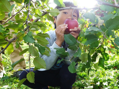 【3種ミックス！】サンふじ＋ぐんま名月＋シナノゴールド　家庭用　3キロ以上【葉とらず】JA基準より60％減の低農薬栽培【りんご食べ比べ】