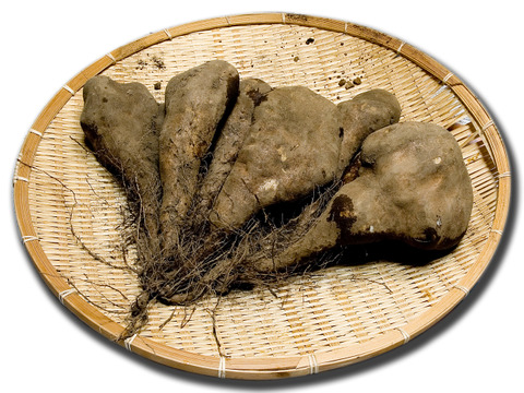 とろろ旨み濃厚 農薬不使用 短形自然薯 5kg