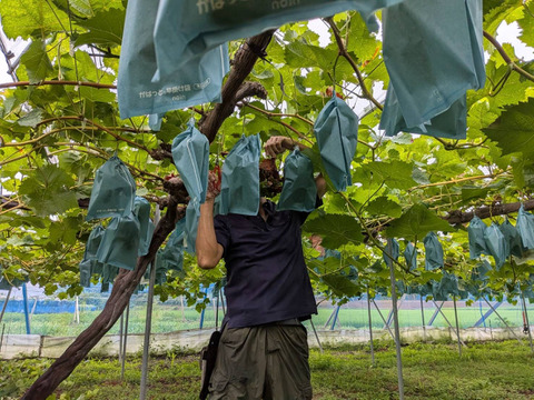 【夏ギフト】　エメラルドグリーンの輝き！矢掛町産シャインマスカット一房箱（約700g）