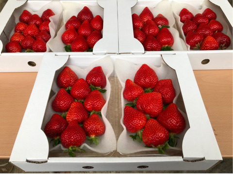 ギフト発送用 あまおう苺 270g 6パック 福岡県産 食べチョク 農家 漁師の産直ネット通販 旬の食材を生産者直送 ギフト発送用 あまおう苺 270g 6パック 福岡県産 食べチョク 農家 漁師の産直ネット通販 旬の食材を生産者直送