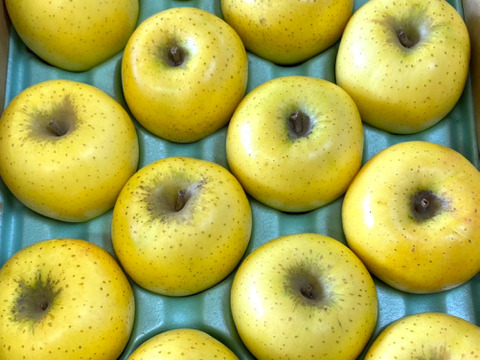 【2026年予約】『シナノゴールド』 家庭用　食感パリッとジューシーなりんご！5kg