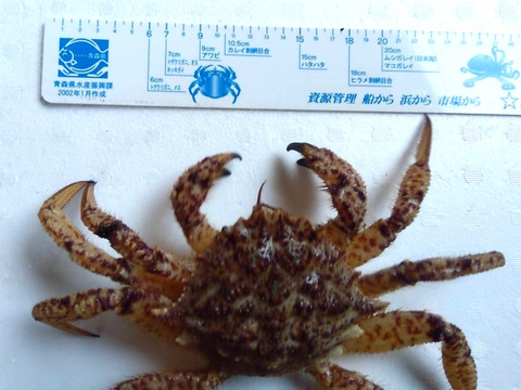 小振りでも旨さは格別！オスの活トゲクリガニ（大サイズ）約1キログラム（２～３匹）
※1月〜6月頃まで