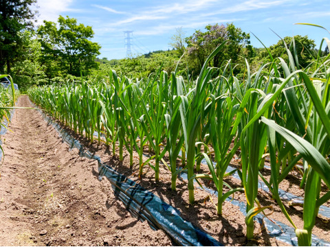 素揚げが大好評！田子町産にんにく15玉【7月中旬以降お届け】