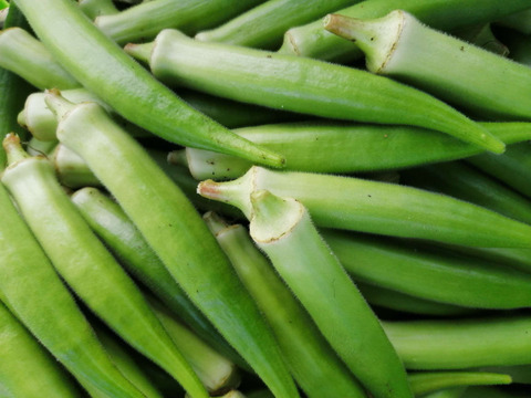 【静岡県浜松産】やわらか・丸オクラ　500g～