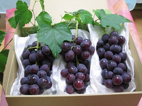 【予約受付】『巨峰』強烈な甘さと溢れそうな果汁！種無し巨峰２ｋｇ