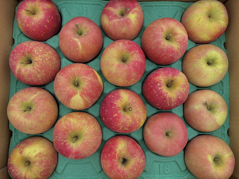 【訳あり】青森県産りんご 葉取らずふじ10kg