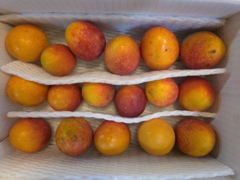 値下げ中！甘さ十分！可愛い⭐︎かわいい⭐︎『ミニマンゴー』1、7kg※クッション材あり