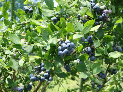 「冷凍」国際味覚審査機構において最優秀味覚賞“三ツ星”受賞　生食用　ジャンボサイズブルーベリー「ユーリカ」1袋（500ｇ）