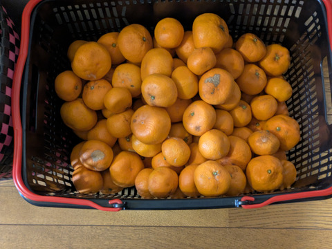 傷ありみかん（向山中生みかん）9kg