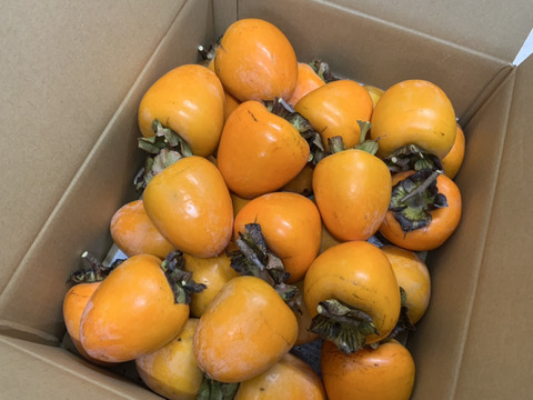 自分で作る干し柿！渋柿30個セット【作り方シート付き】