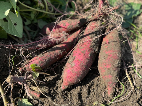 激甘密芋！紅はるか『べってぃも』(5kg)