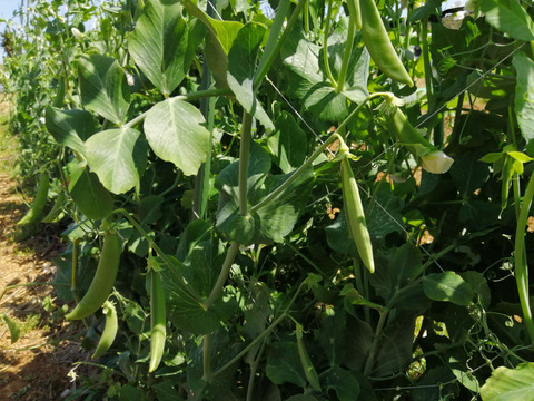 春の味覚、スナップエンドウ【1kg】