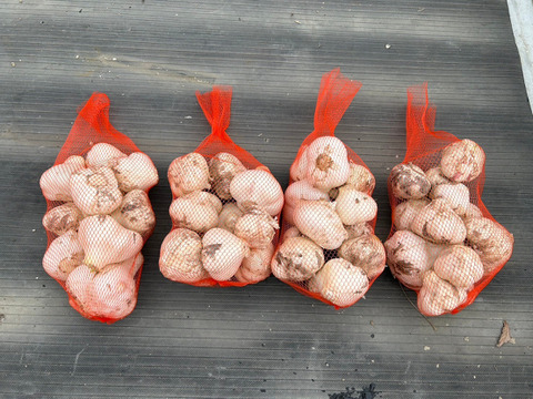 在庫限りで終了！農薬不使用にんにく！