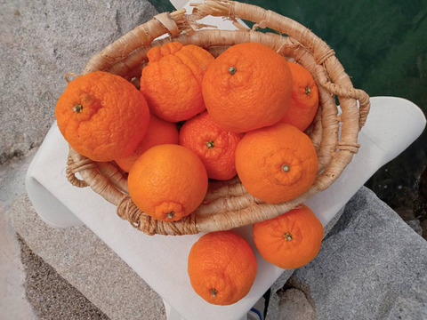 【春販売】瀬戸田発！農薬・肥料不使用の不知火（2kg）