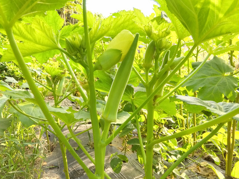 【冷蔵便】柔らか・激ネバ！生のまま美味しい希少な「白オクラ」1kg