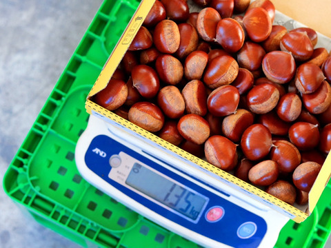 【樹上完熟】四万十和栗１ｋｇ ４Ｌサイズ以上  農薬不使用 自然栽培 四万十産